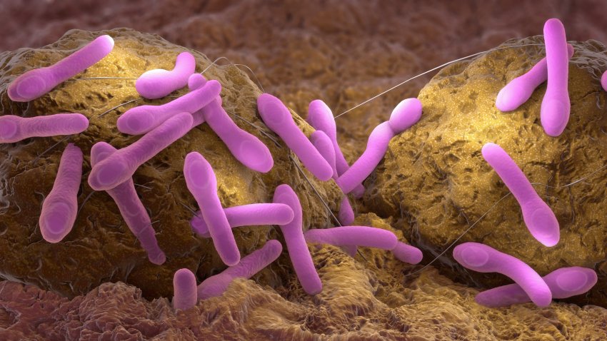 Clostridium botulinum growing on tissue, illustration