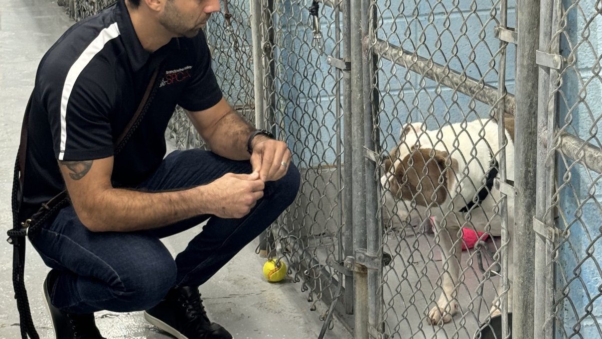 Brandywine Valley SPCA expands to South Jersey NBC10 Philadelphia