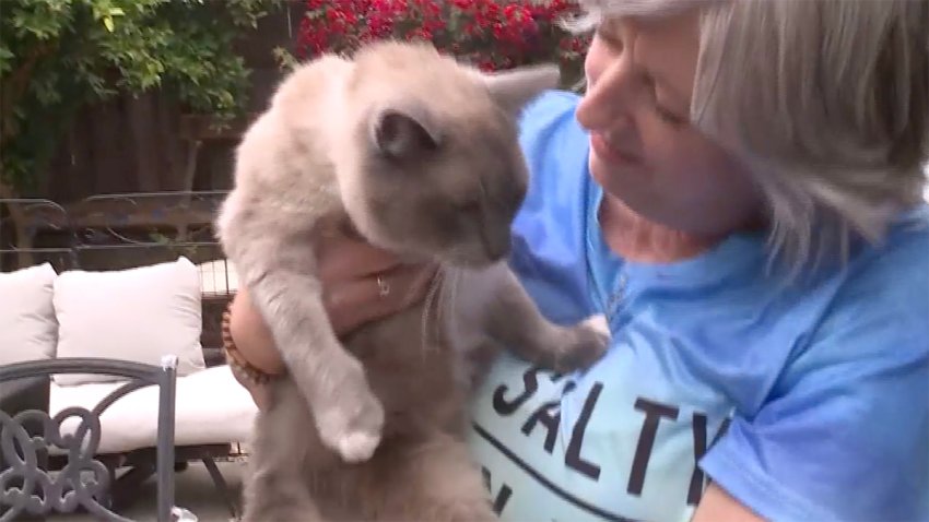 Benny and Susanne Anguiano, a couple from Salinas, California were reunited with their missing cat after he ran off during a trip to Yellowstone National Park.