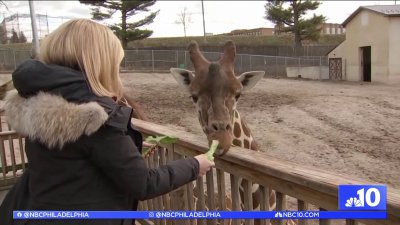 Love animals and food? Elmwood Park Zoo invites you to the annual ‘Beast of a Feast' event