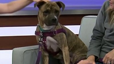 Clear the Shelters: Meet Valerie