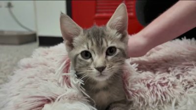 Animals evacuated from Florida during Hurricane Milton arrive at Philly-area shelters