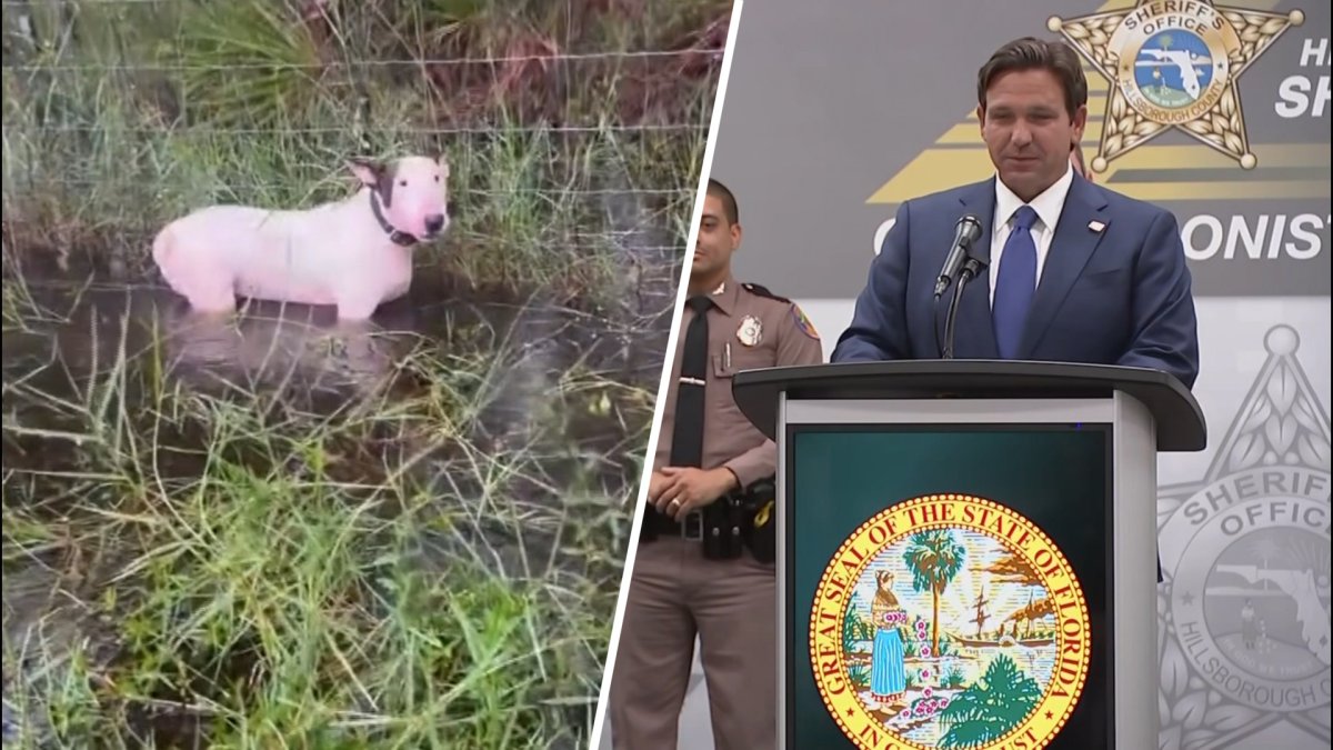 Florida Man Arrested for Leaving Dog in Flood