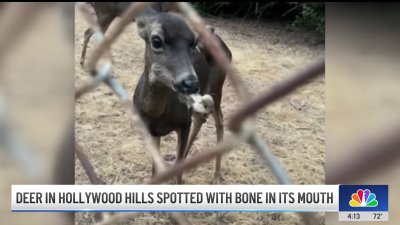 Effort to save deer with bone stuck in its mouth in Hollywood