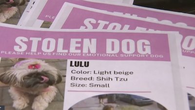 Emotional support dog stolen from 11-year-old girl in New Jersey