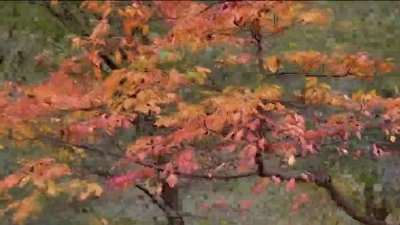 How climate change can impact fall foliage