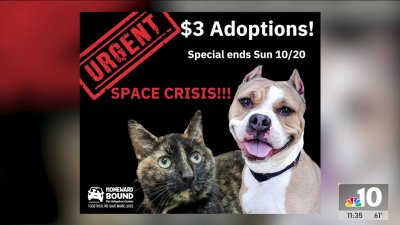 NJ animal shelter hopes to find dogs, cats homes with $3 adoption fees