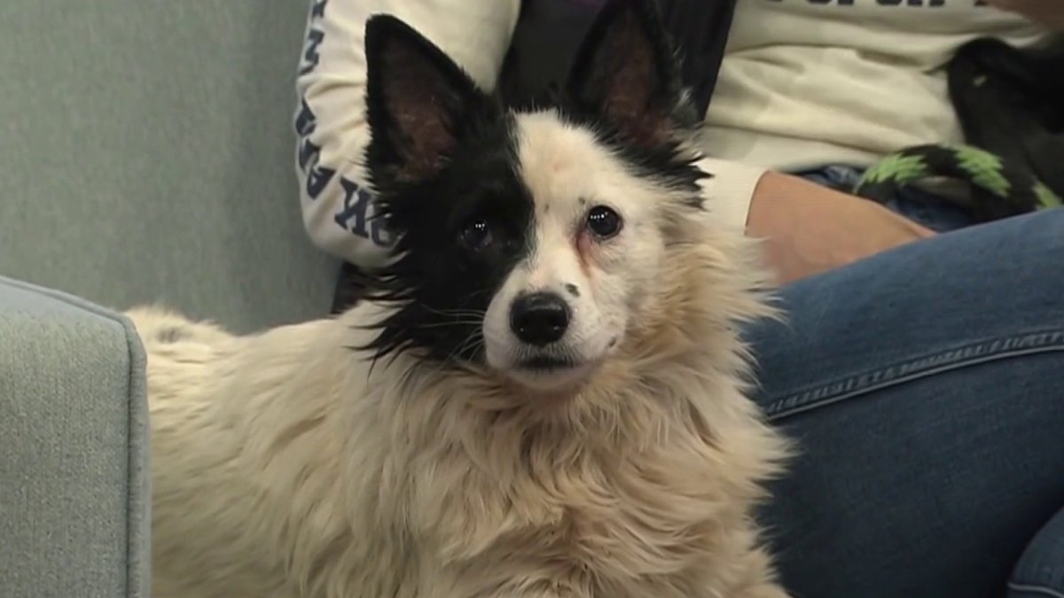 All Clear Klasa 7 ćwiczenia Clear the Shelters: Meet Topaz – NBC10 Philadelphia