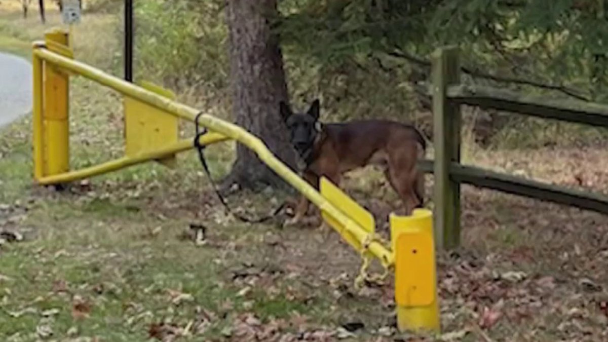 Do you recognize him? Abandoned dog left tied to fence at Montgomery ...