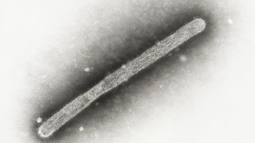 FILE - This 2005 electron microscope image shows an avian influenza A H5N1 virion.