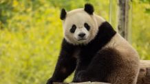 Bao Li is the son of D.C.-bred panda Bao Bao, who was born at the National Zoo to much fanfare in 2013. Bao Boa later moved to China, where Bao Li was born. 