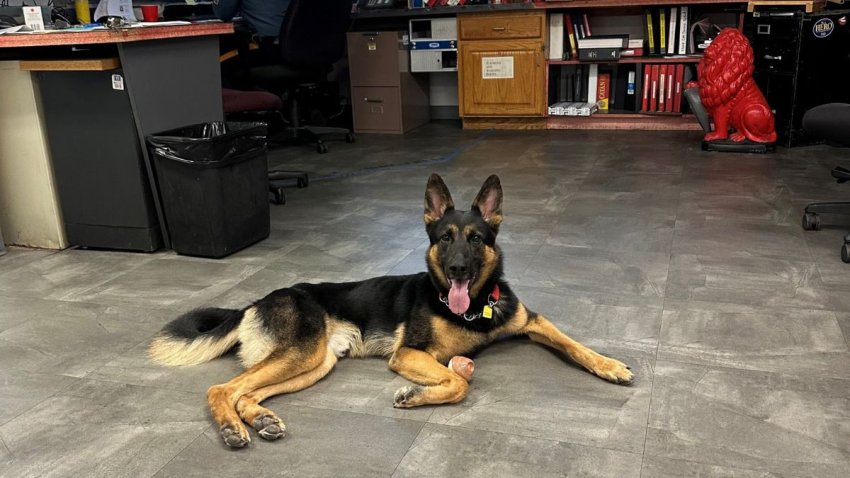 Ace, an 18-month-old German Shepherd, was adopted from the animal shelter in August by New Jersey State Police Lt. Christopher Salvato to serve as a station canine at the State Police’s Red Lion barracks in Southampton. As a station canine, Ace reports to the barracks with Salvato and provides support for the troopers serving there. His interactions with troopers and other state police employees helps them relax and reduces their anxiety and stress.