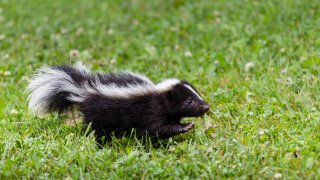 Striped Skunk Kit