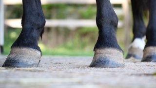 close up of black horse hooves on stable ground