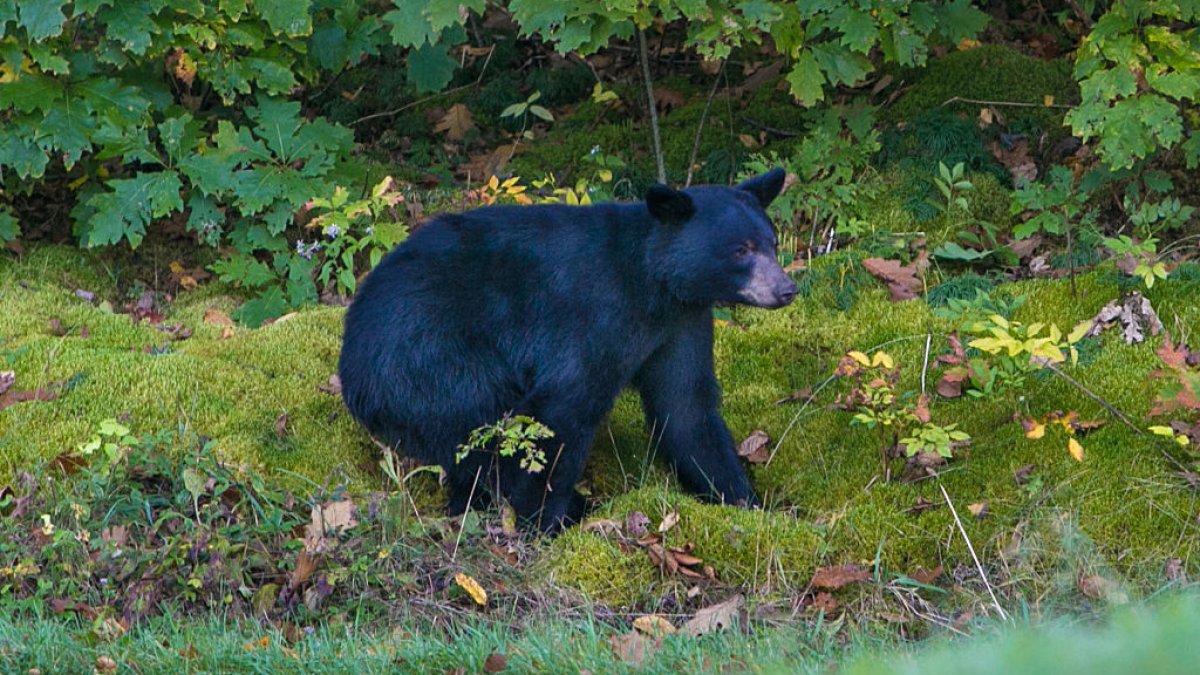 Parasitic outbreak in North Carolina traced to undercooked bear meat