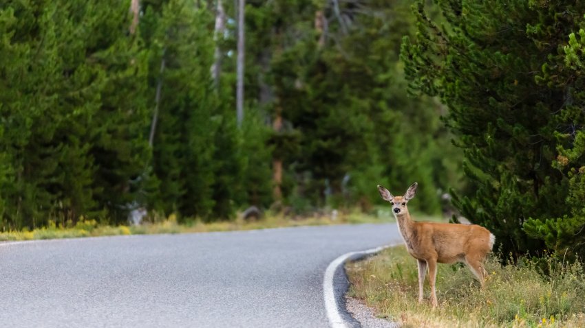 A young elk is about the cross a road in Yellowstone National Park