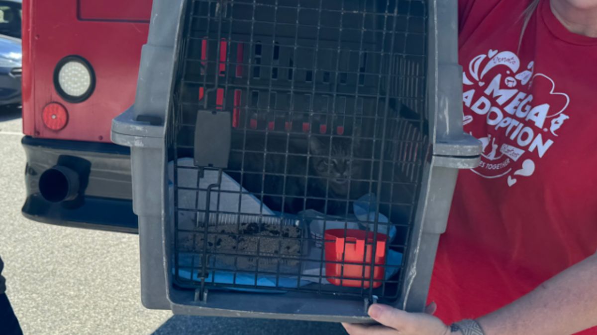 Brandywine Valley SPCA take in cats ahead of Hurricane Milton NBC10