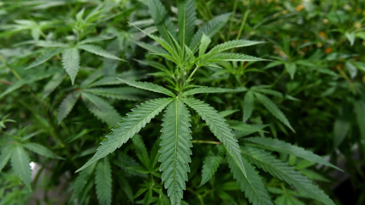 Delaware and Ohio Mark Cannabis Rollout Milestones