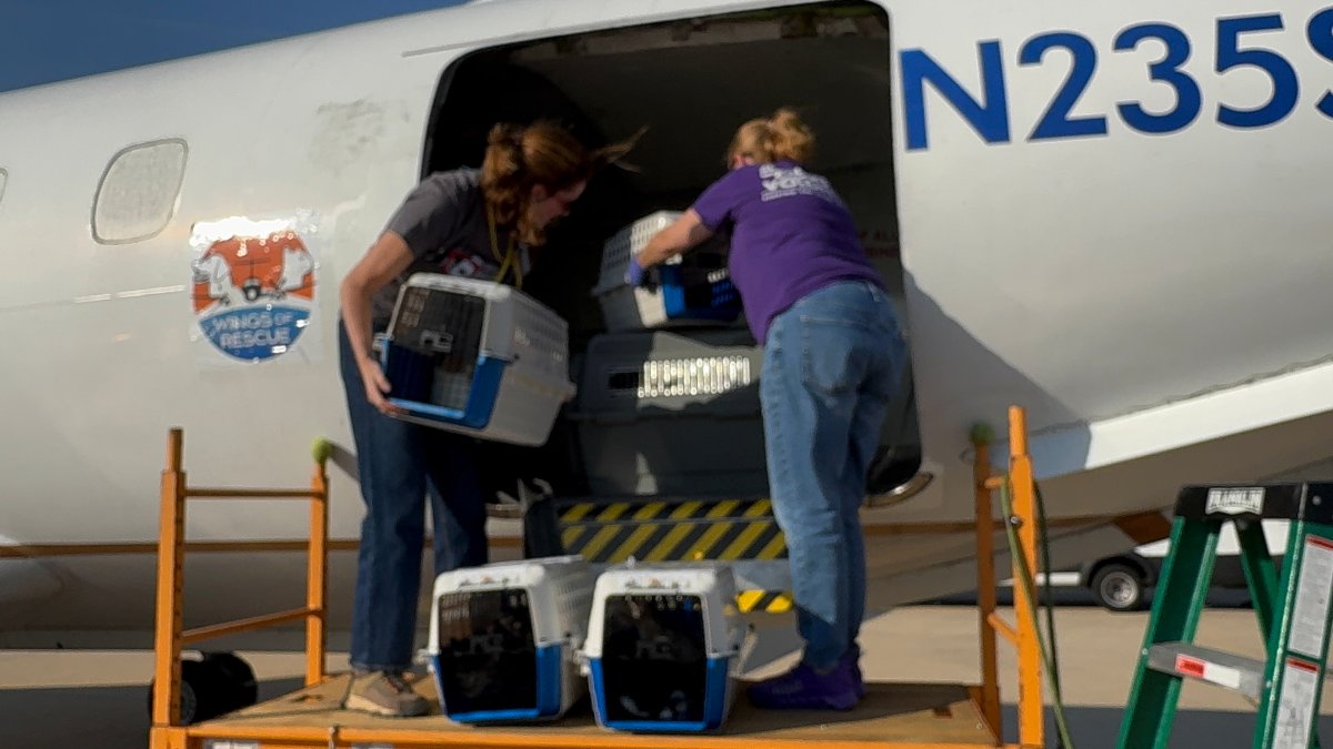 Animals evacuated during Hurricane Milton arrive in Philly area NBC10
