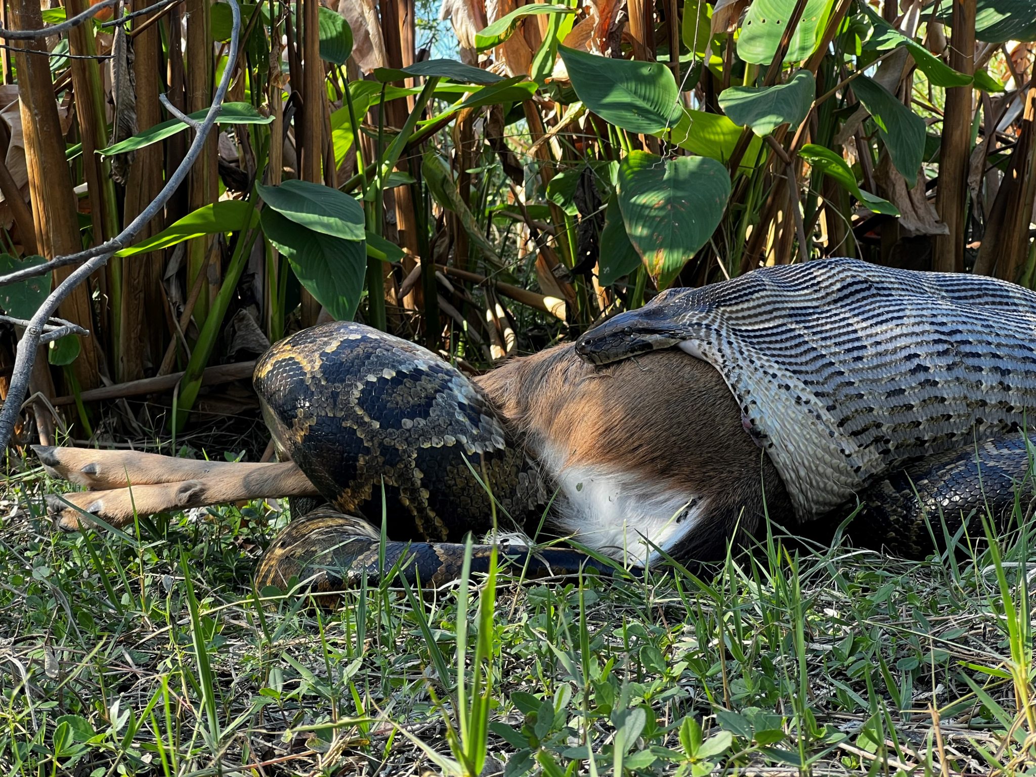 Female Burmese python measuring 14.8’ (4.5m) and weighing 115.2 lbs (52.3 kg) consuming a white-tailed deer weighing 76.9 lbs (34.9 kg) in southwestern Florida.