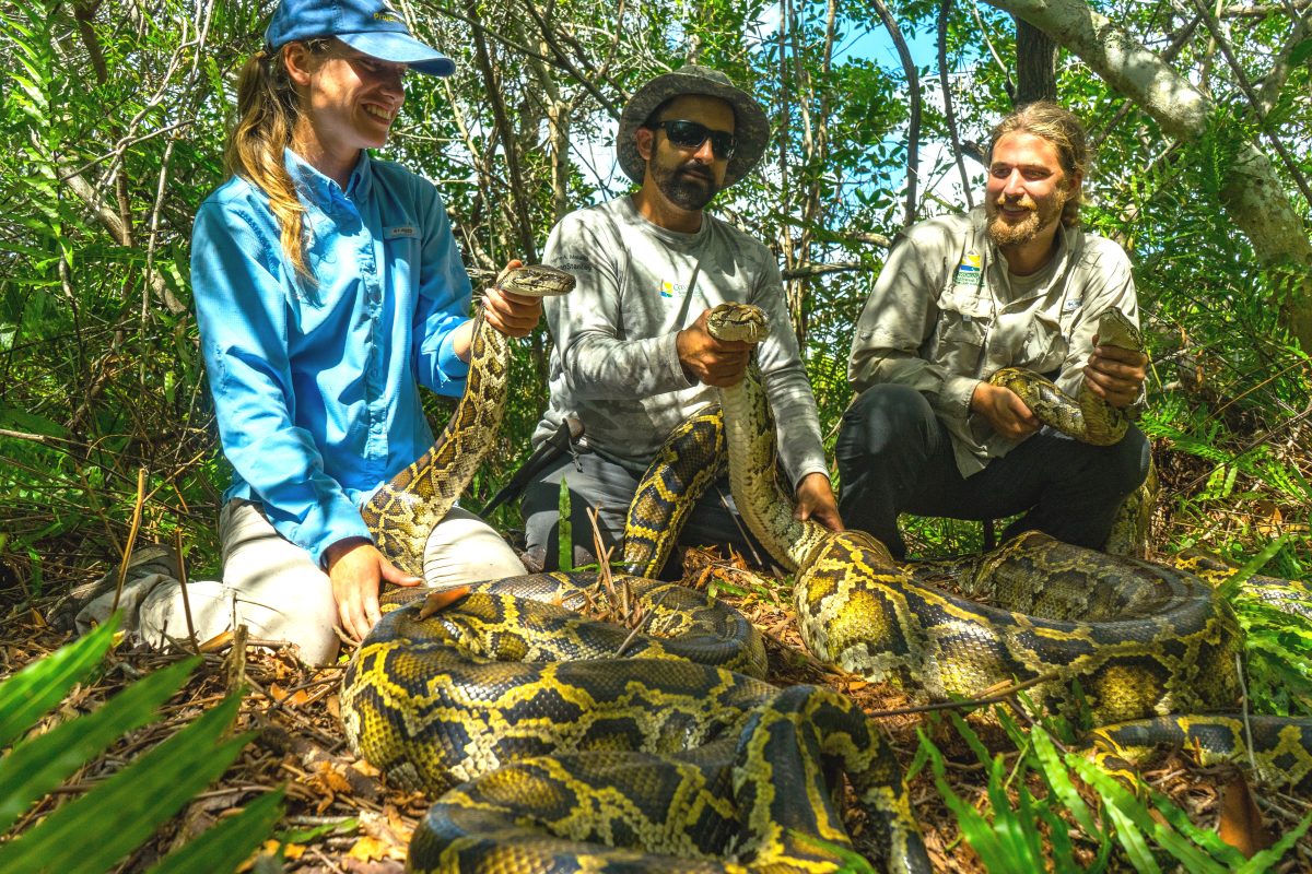 Conservancy biologists Jaimie Kittle, Ian Bartoszek and Ian Easterling with adult Burmese pythons captured in southwestern Florida while tracking a scout snake