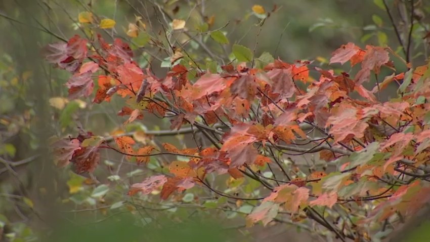 Orange colored leaves on a branch