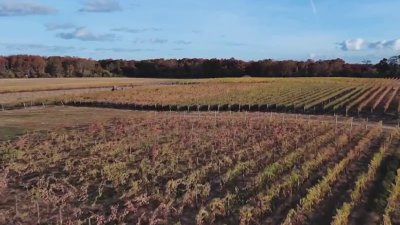 ‘A great sign': Lack of rain leads to bumper grape harvest for NJ winemakers