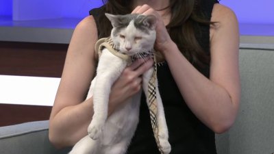 Clear the Shelters: This beautiful ‘Angel' is in need of a forever home