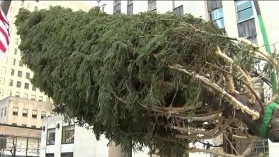 2024 Christmas tree hoisted into place at Rockefeller Center