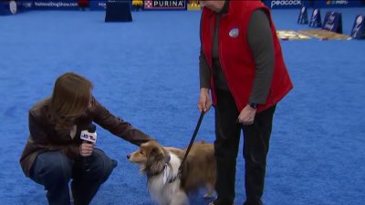 National Dog Show kicks off in Oaks, Pennsylvania, this weekend