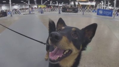 Thousands of dogs are fighting for the top prize at the National Dog Show