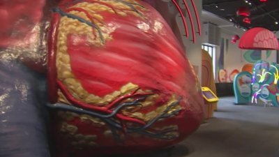 Franklin Institute's Giant Heart beats again with some major upgrades