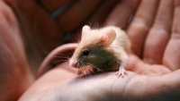 Adoption coordinator Lexi Giannopoulos cradles one of nearly 1,000 fancy mice that were surrendered at the New Hampshire SPCA, Friday, Nov. 15, 2024, in Stratham, N.H.