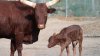 Ankole-Watusi calf born at Cape May County Zoo. See the adorable photos