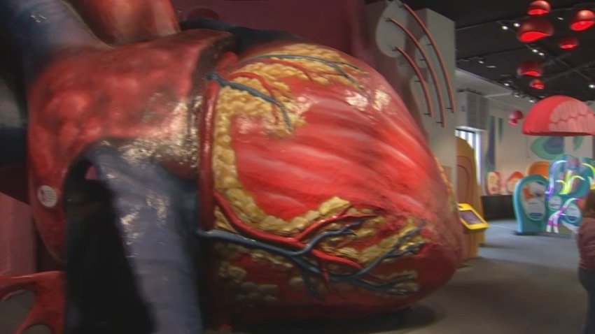 Franklin Institute Giant Heart before reopening in November 2024