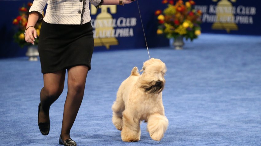 THE NATIONAL DOG SHOW PRESENTED BY PURINA 2019 — Pictured: 2019 National Dog Show Terrier Group Winner, Soft-Coated Wheaten Terrier named ?Blaine? — (Photo by: Bill McCay/NBC)