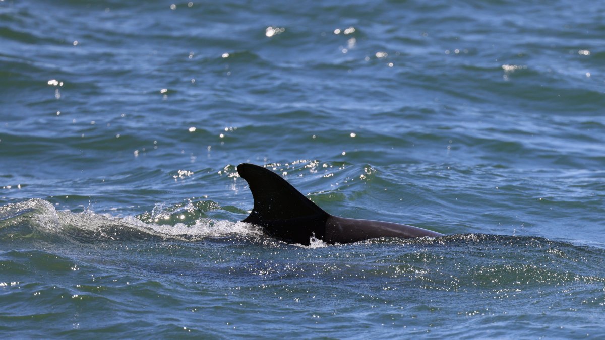 Butchered remains of dolphin found on NJ beach – NBC10 Philadelphia