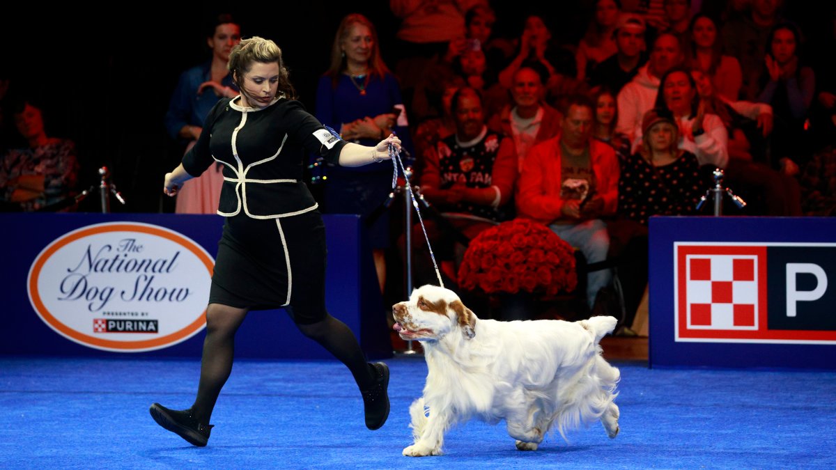 The National Dog Show 2024 How to watch, what to expect and more