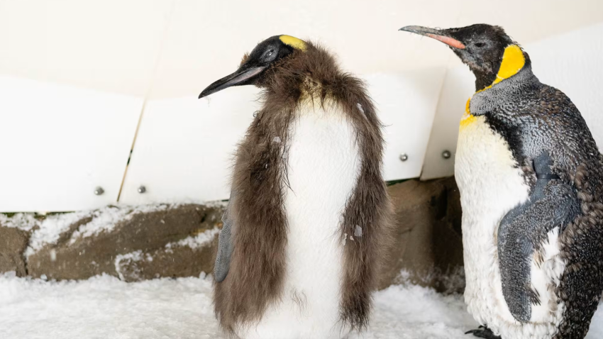 Pesto the baby king penguin