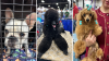 Photos: Who let the dogs out?! 2024 National Dog Show kicks off in Pa.