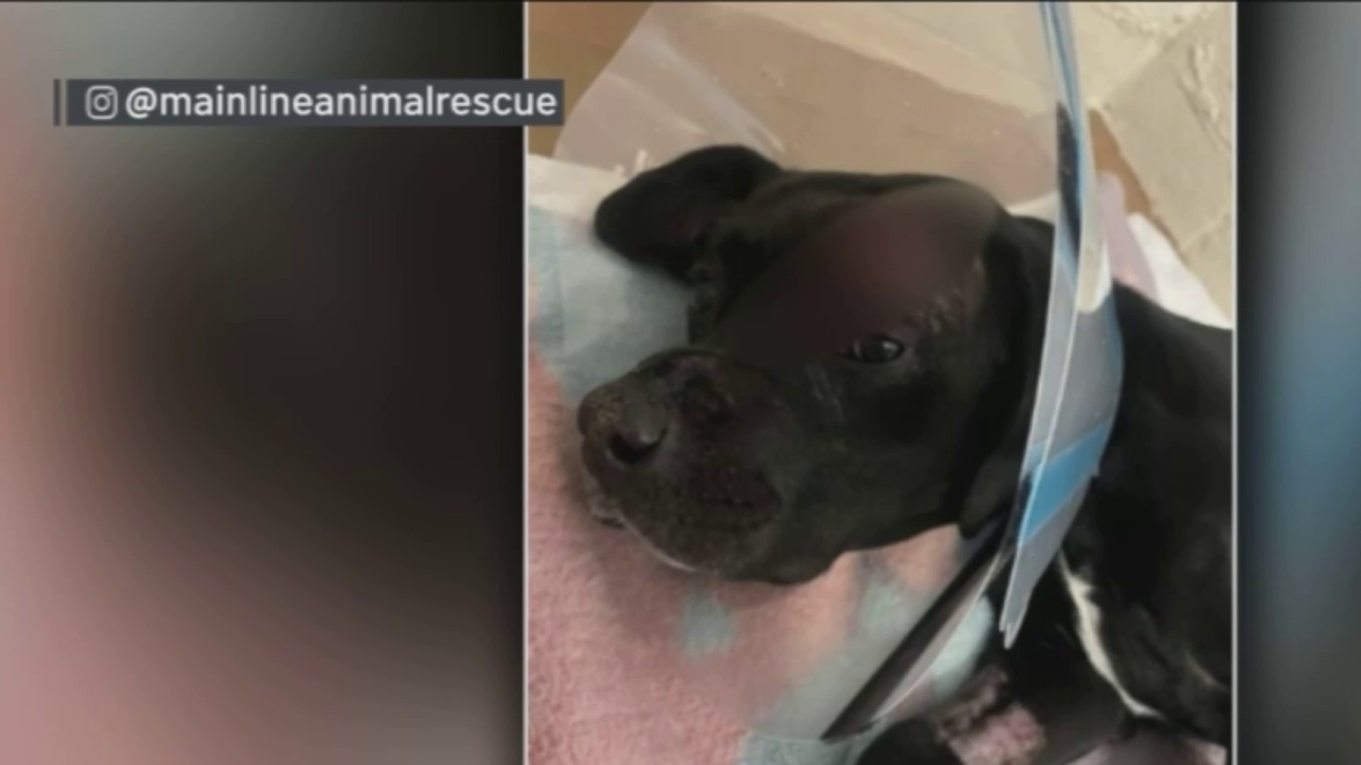 Dog recovering after shot in the head in Southwest Philadelphia – NBC10 ...