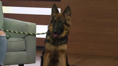 Clear the Shelters: Meet Savannah! This 7-month-old German Shepherd needs a home