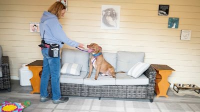 Berks Co. gets ‘bungalow' to help animals learn home life