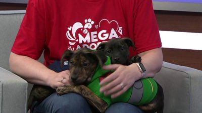 Dogs, cats, puppies and kittens! A  preview of Brandywine Valley SPCA's Mega Adoption Event