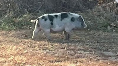 Pig captured by police after being on the run in Bucks Co. for weeks