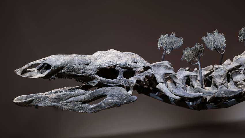 The Apex Stegosaurus on view in the American Museum of Natural History’s Richard Gilder Center for Science, Education, and Innovation