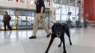 TSA dog