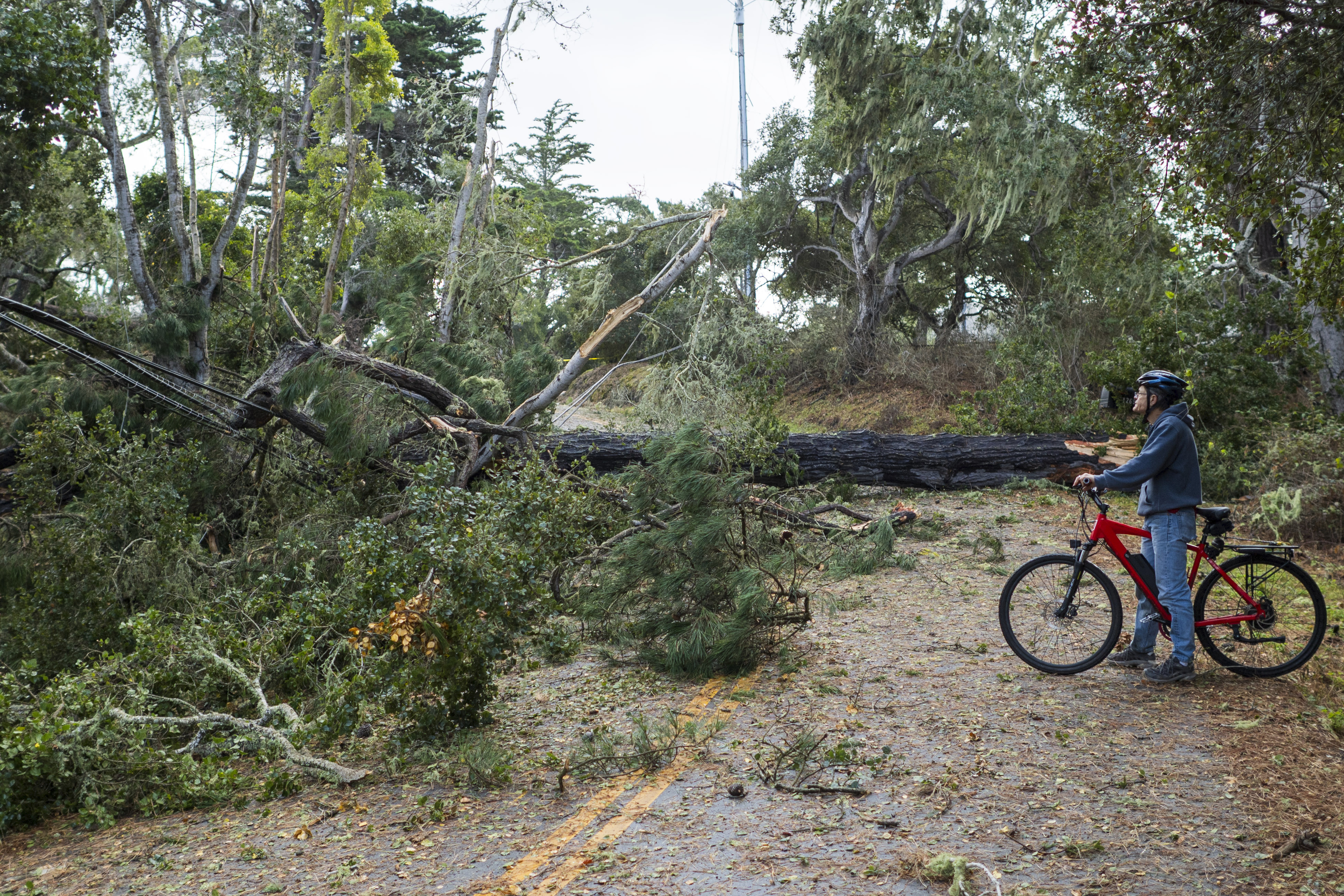 A cyclist looks at a large tree that took out power lines as it fell across Sylan Road in Monterey, Calif., Saturday, Dec. 14, 2024. (AP Photo/Nic Coury)