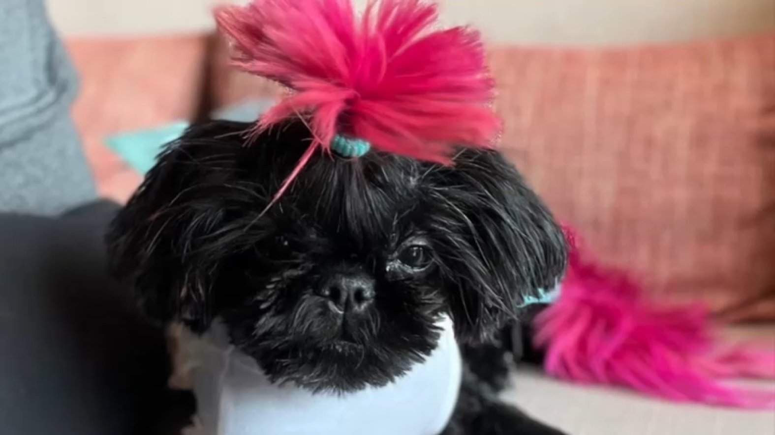 Mom of Eagles player Kelee Ringo begs for stolen dog’s return – NBC10 ...