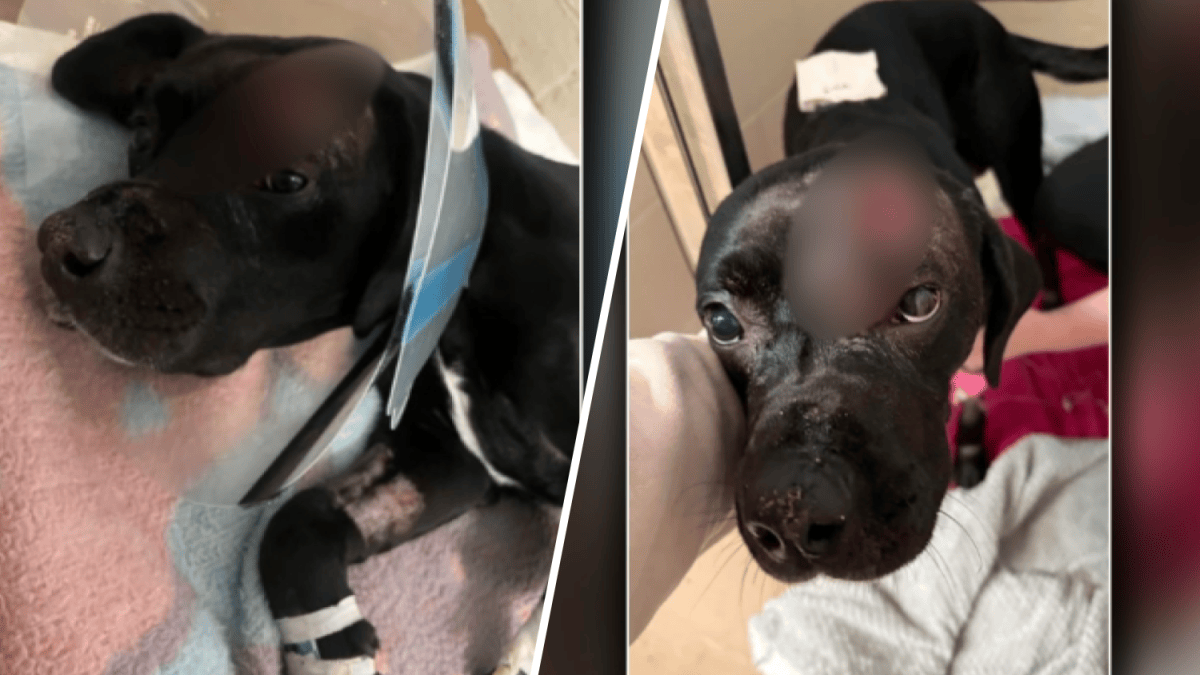 Dog recovering after shot in the head in Southwest Philadelphia – NBC10 ...